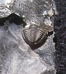 三葉虫の化石の尾の部分の写真