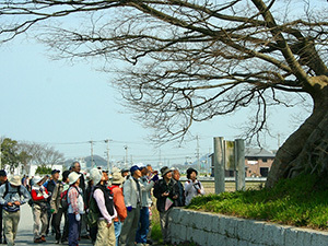 右手に大木があり、左手に人々が集まって大木を眺めている写真