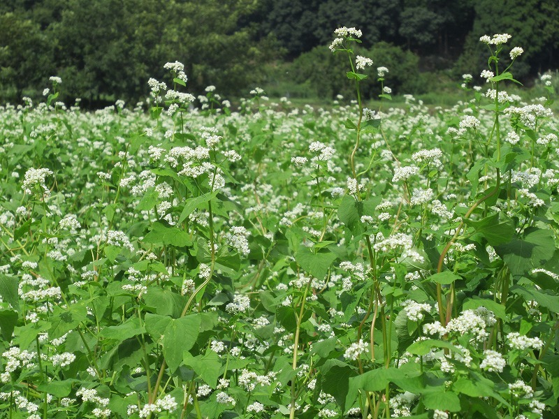 白い花がたくさん咲いている写真