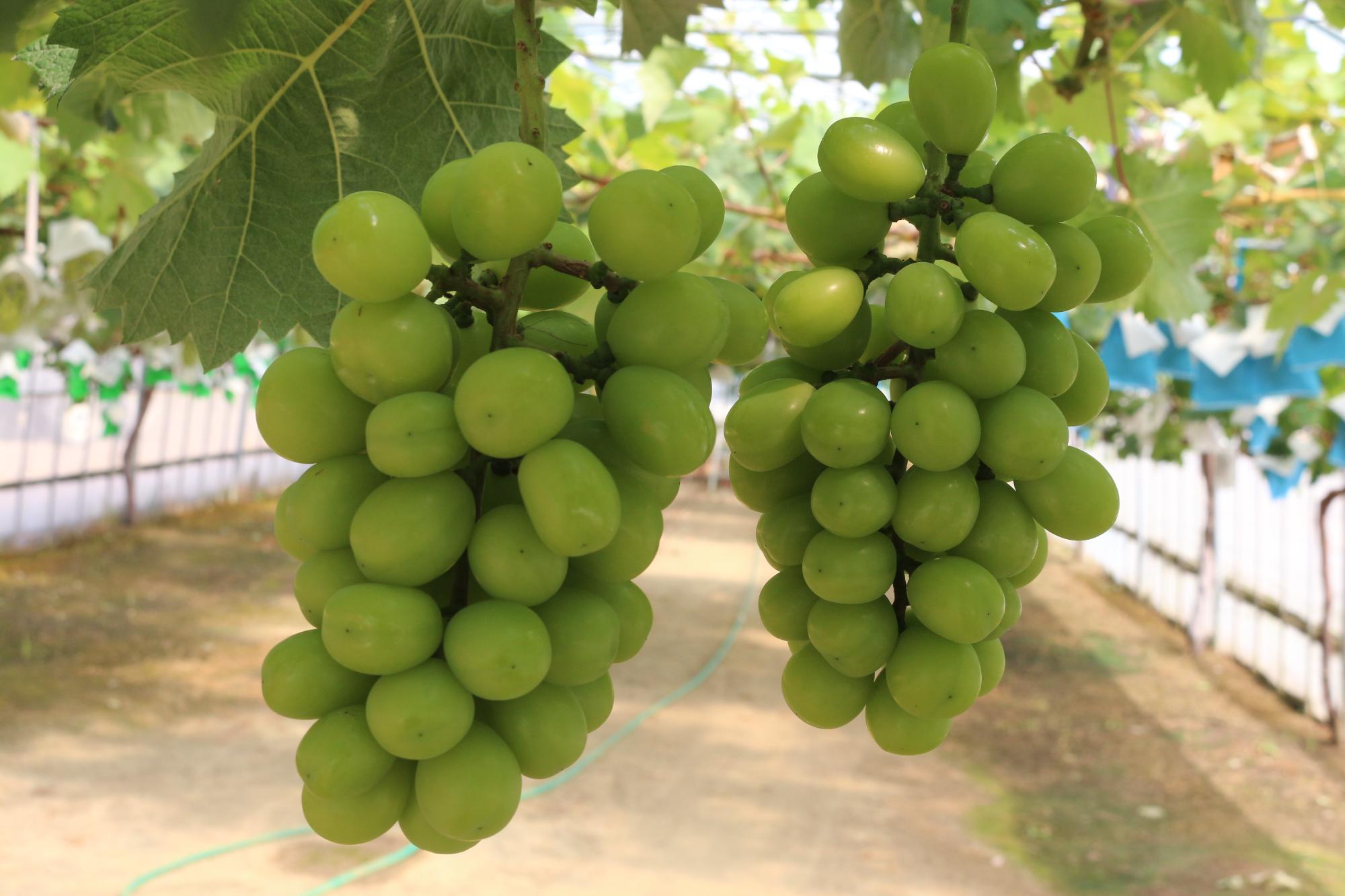 シャインマスカットが写っている写真