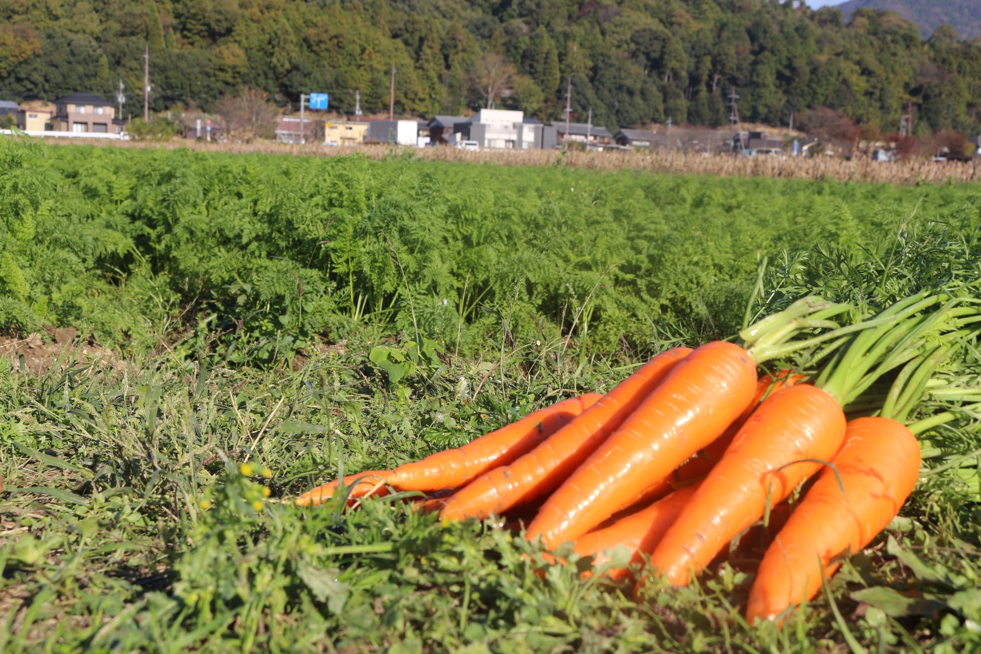 畑の手前ににんじんが写っている写真