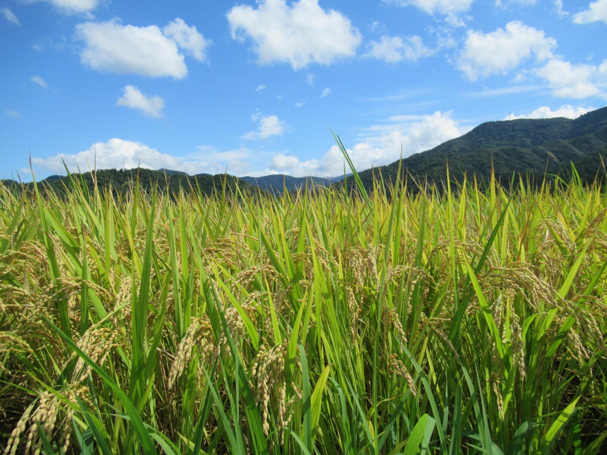 お米の田んぼが写っている写真