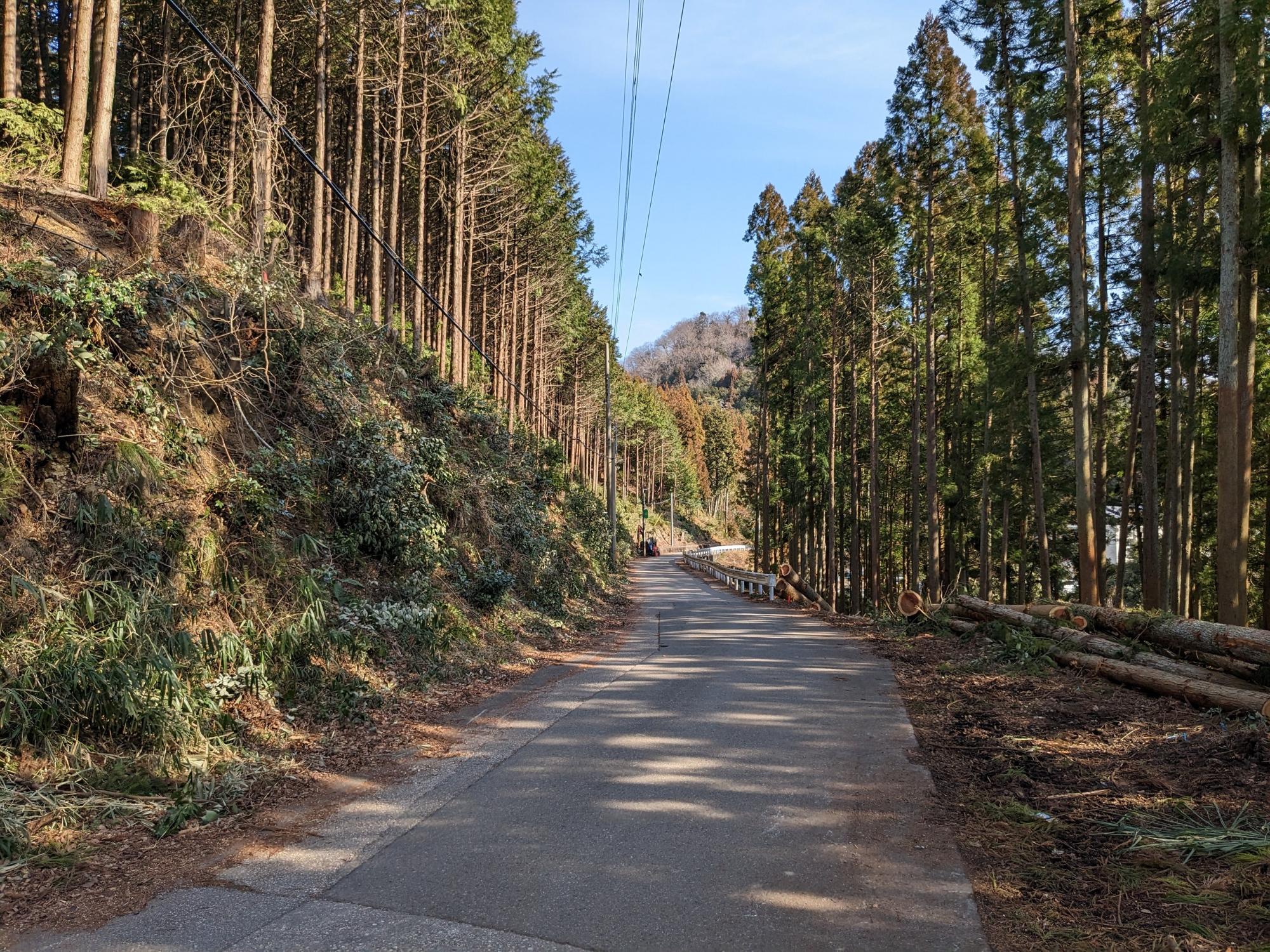 真ん中に舗装された道があり、左右に木々が生え茂っている写真