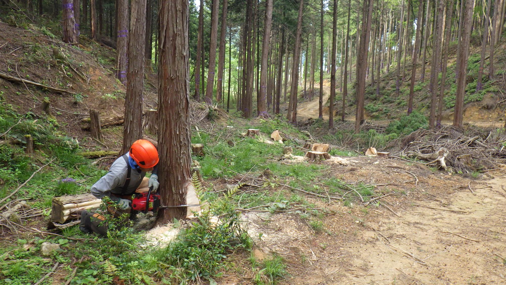 木々が生い茂った山の中でオレンジ色のヘルメットを被った人物がチェーンソーのような機械で木を伐採している写真