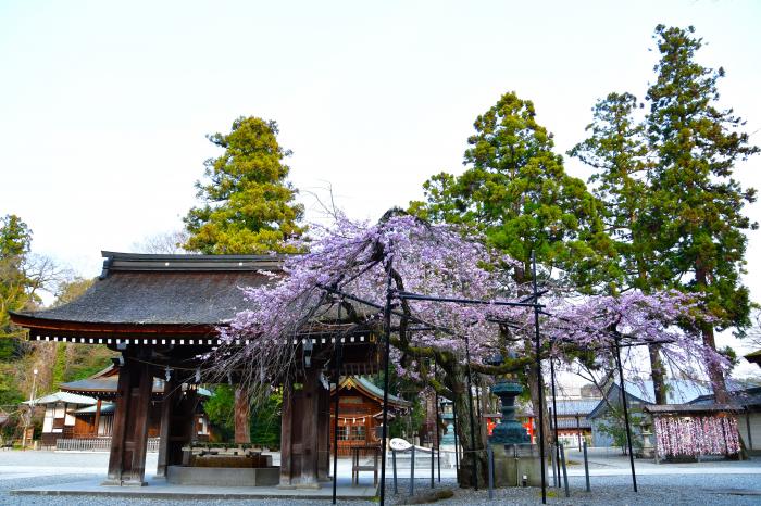 多賀大社のしだれ桜