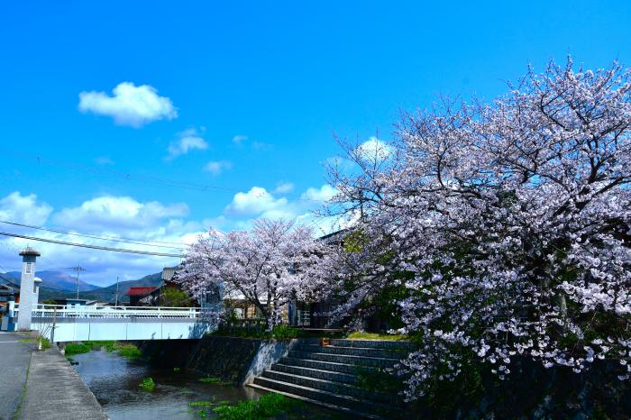 桜満開の太田川
